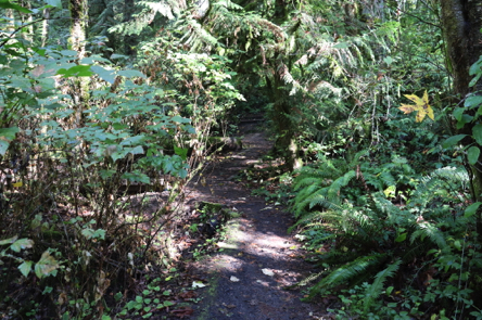 Foliage may intrude on passage on the Jay Trail Foliage may intrude on passage on the Jay Trail